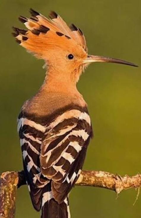 WhatsApp Image 2026 02 05 at 3.24.48 PM